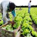 Para Canelones es importante que la gente se quede en la granja trabajándola