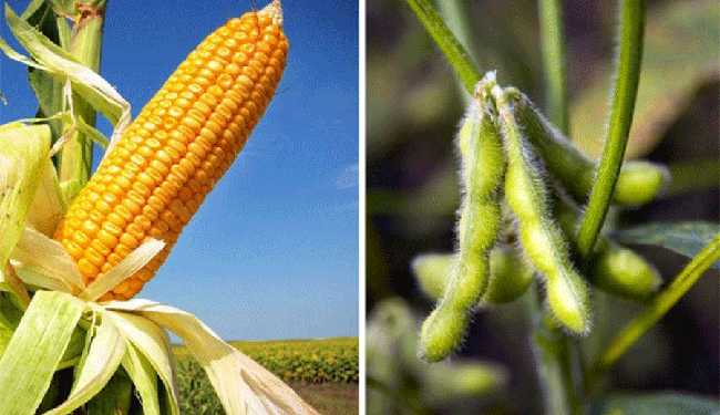 Más del 46 % de ingresos a Argentina desde abril, proviene del maíz y la soja