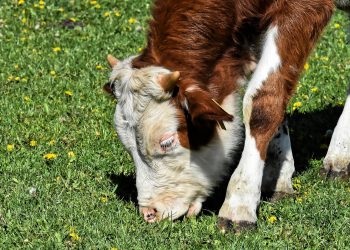ACG: la demanda sigue reducida para ganados de pasturas