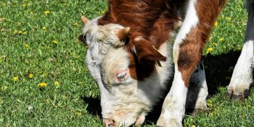 ACG: la demanda sigue reducida para ganados de pasturas