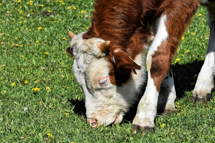 ACG: la demanda sigue reducida para ganados de pasturas