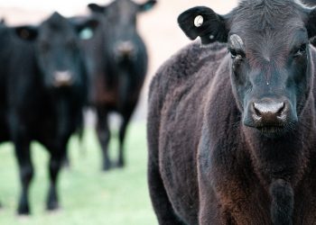 ACG: subieron los precios, cayó la faena de novillos y subió la de vacas