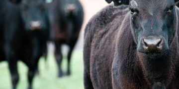 ACG: subieron los precios, cayó la faena de novillos y subió la de vacas