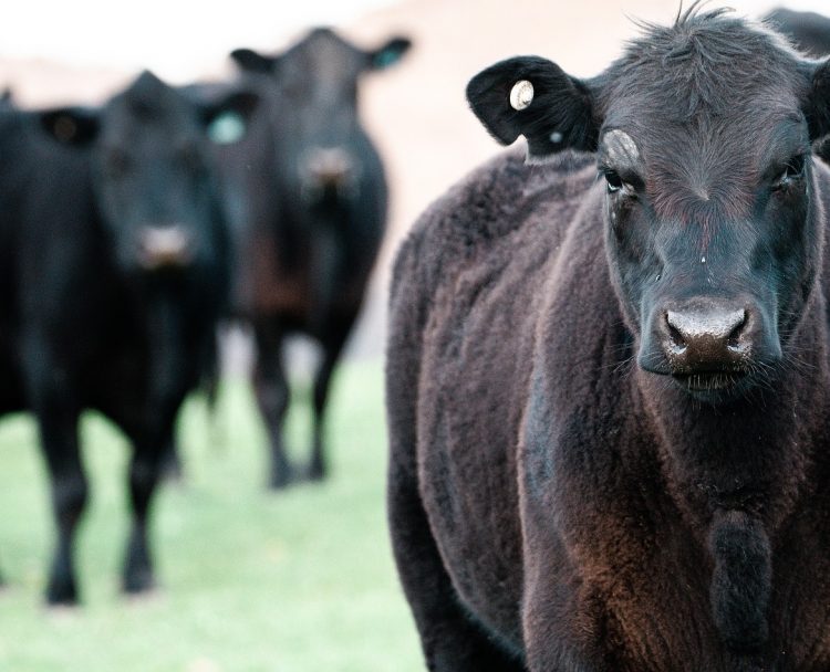 ACG: subieron los precios, cayó la faena de novillos y subió la de vacas