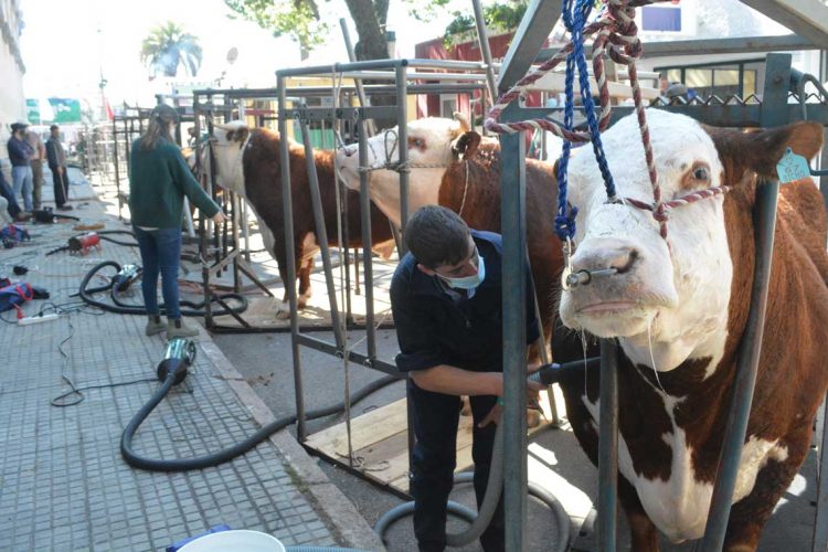 El Prado mostró cuánto han crecido las razas