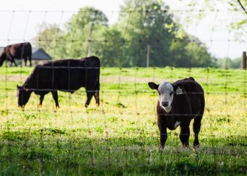 Colonos convocan a movilización a realizarse mañana en la ciudad de Melo