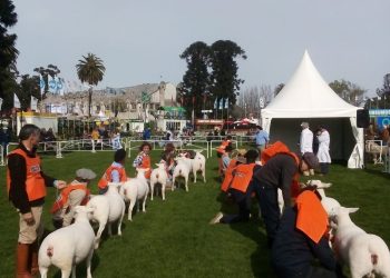 Otra vez Texel será la raza ovina con más presencia en el Prado