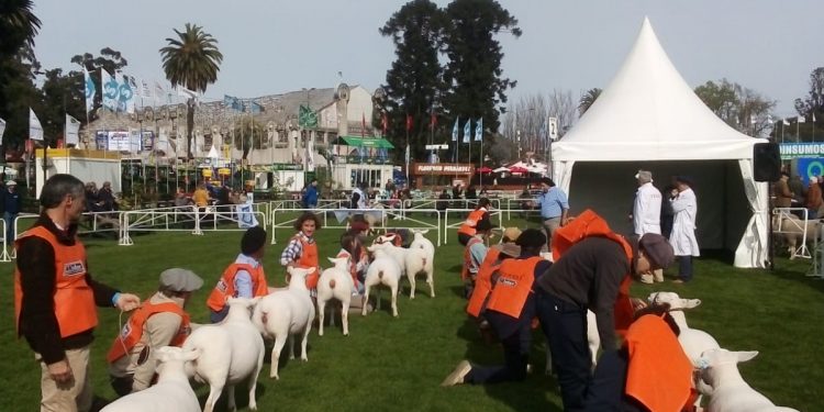 Otra vez Texel será la raza ovina con más presencia en el Prado