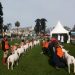 Otra vez Texel será la raza ovina con más presencia en el Prado
