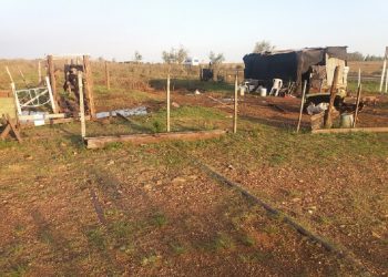 En Artigas preocupa las ocupaciones de terrenos y los animales en la vía pública