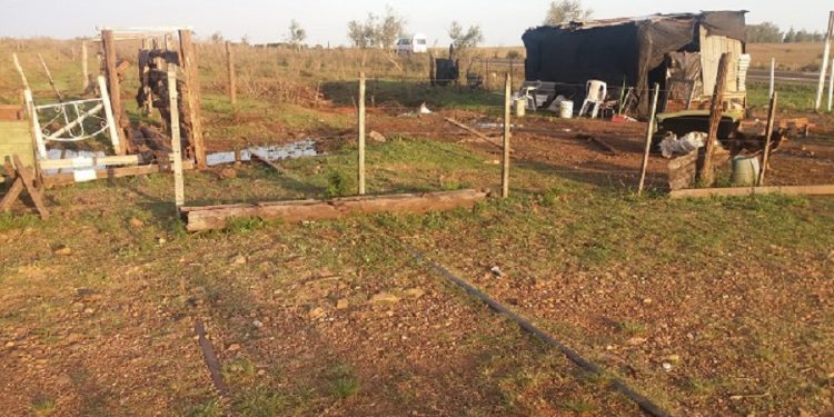 En Artigas preocupa las ocupaciones de terrenos y los animales en la vía pública