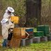 Uruguay logró importante colocación de miel pero sigue enfrentando desafíos importantes