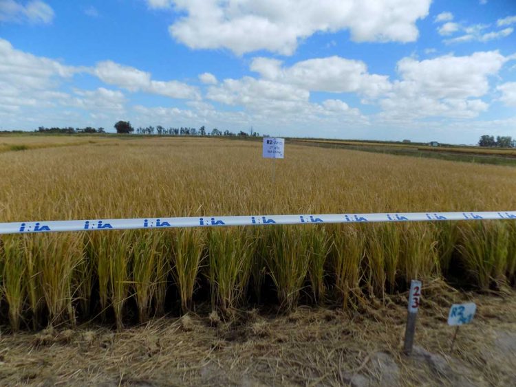 Compatibilizar la producción agrícola con la calidad