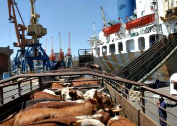 Ganadería: el desafío de la inserción regional