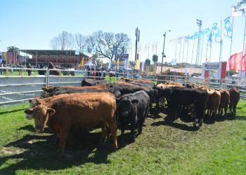Agro: fortaleza y optimismo en un ambiente enrarecido