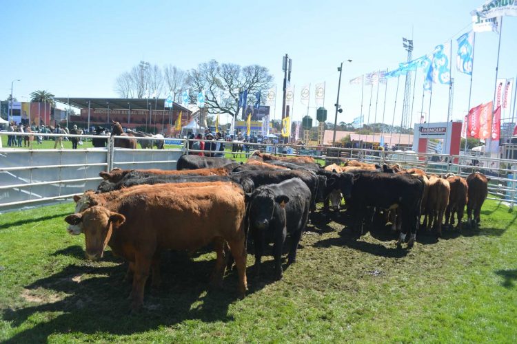 Agro: fortaleza y optimismo en un ambiente enrarecido