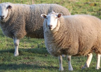 Disminuye el stock ovino uruguayo