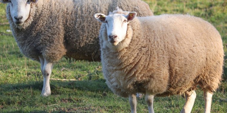 Disminuye el stock ovino uruguayo