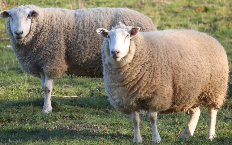 Disminuye el stock ovino uruguayo