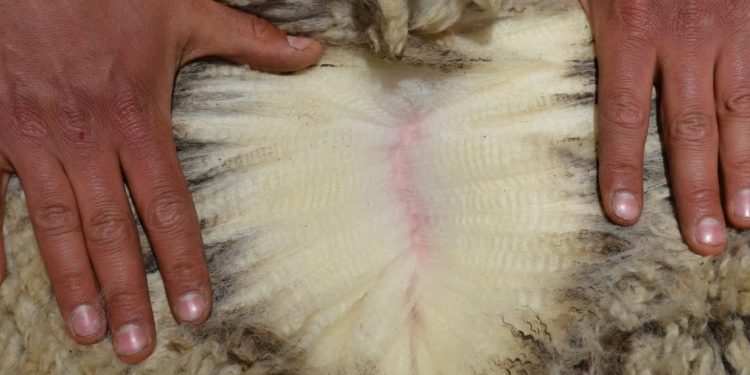 La lana cayó a US$ 7,09 exhibiendo inestabilidad