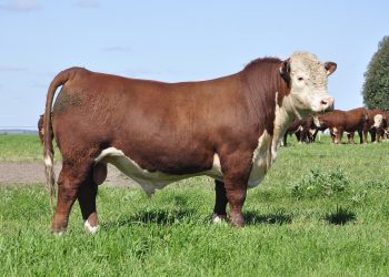 Se “estacionaron” los valores de la Zafra de Toros: podría revertirse con la llegada de lluvias