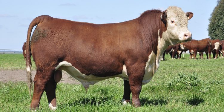 Se “estacionaron” los valores de la Zafra de Toros: podría revertirse con la llegada de lluvias