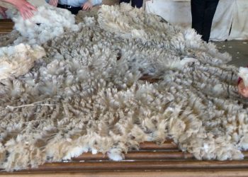 Subió la lana en Australia y se abren perspectivas positivas