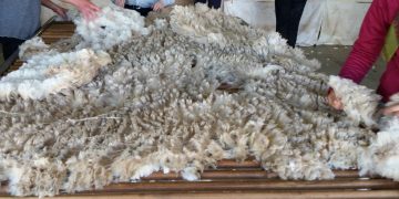 Subió la lana en Australia y se abren perspectivas positivas