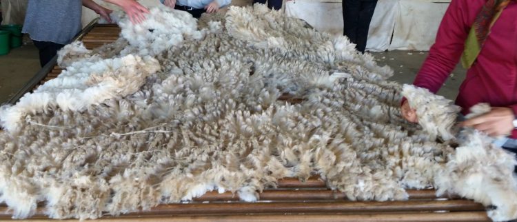 Subió la lana en Australia y se abren perspectivas positivas