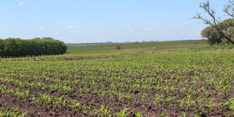 Los cultivos de verano mantienen el área, pero preocupa la falta de agua