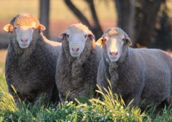 El mercado de lanas se afirma