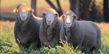 El mercado de lanas se afirma