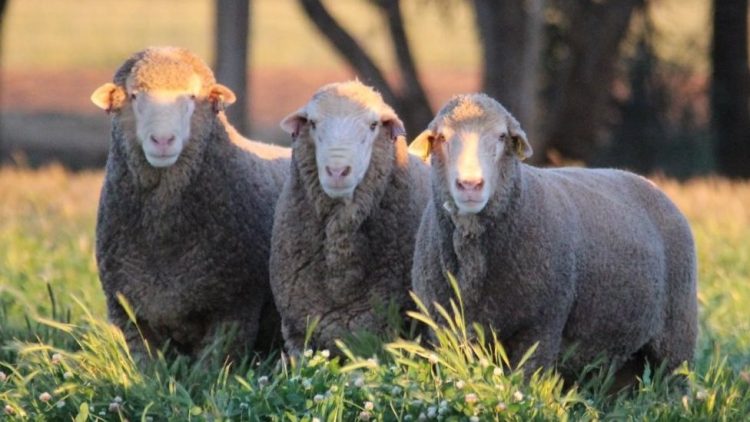 El mercado de lanas se afirma