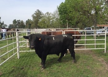 El Top 10 de la zafra de venta de toros