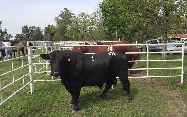 El Top 10 de la zafra de venta de toros