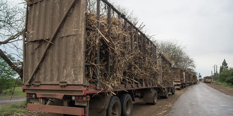 Con más de 400.000 toneladas cerró zafra récord en Bella Unión