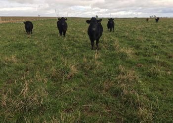 Uruguay y Nueva Zelanda unidos en la reducción de emisiones de gases