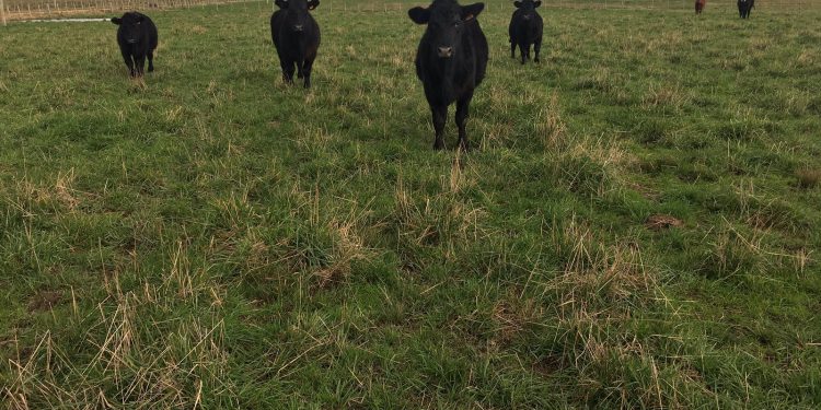 Uruguay y Nueva Zelanda unidos en la reducción de emisiones de gases