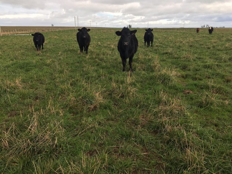 Uruguay y Nueva Zelanda unidos en la reducción de emisiones de gases