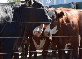 Consignatarios: Los vacunos ajustaron valores