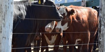 Consignatarios: Los vacunos ajustaron valores