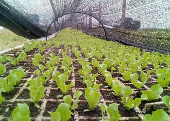 En el 78° aniversario de IICA, el Dr. Otero llamó a fortalecer al sector agrícola