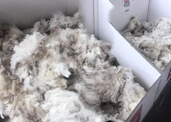 Luego de 14 semanas, la lana sube por encima de los US$ 8