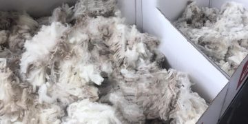 Luego de 14 semanas, la lana sube por encima de los US$ 8