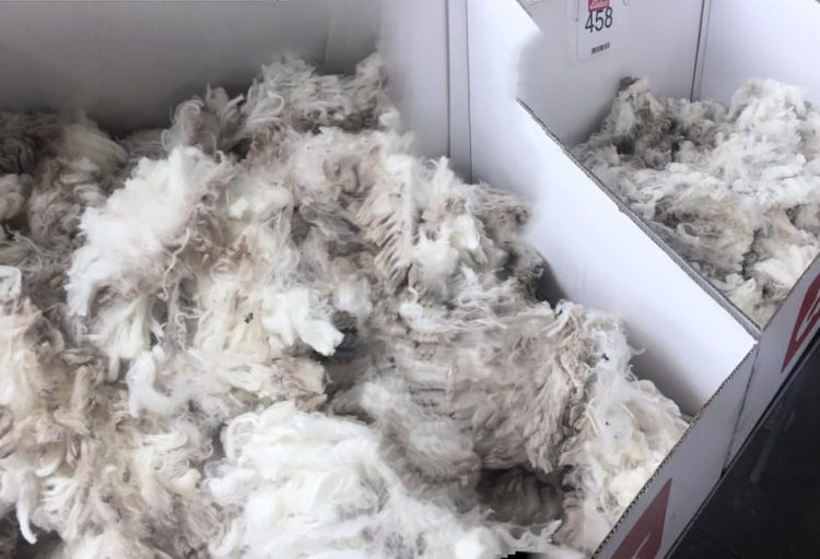 Luego de 14 semanas, la lana sube por encima de los US$ 8