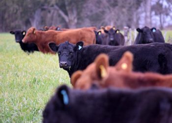 ACG: ajuste de valores e importante aumento de faena