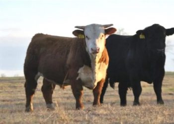 Top 10, sin mayores variantes, en una zafra de toros considerada en general; “buena”