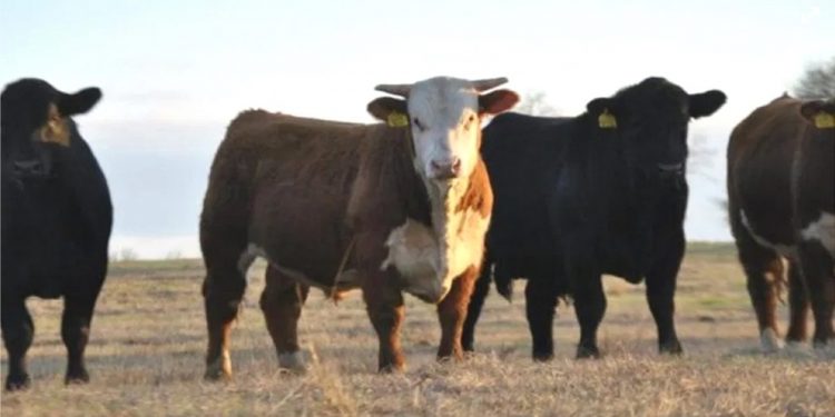 Top 10, sin mayores variantes, en una zafra de toros considerada en general; “buena”