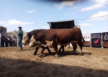 Con agilidad y buenos valores se realizó el remate Los Toros de Kiyú