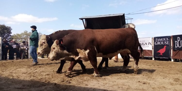Con agilidad y buenos valores se realizó el remate Los Toros de Kiyú